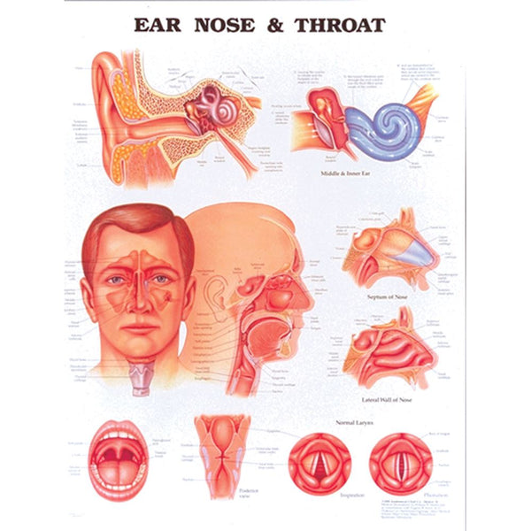 Alimed Anatomical Wall Charts Hip and Knee Inflammations Chart - 73455