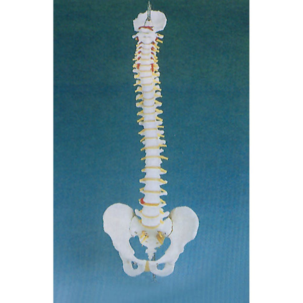 Alimed Basic Spine Anatomical Model Basic Spine Model - 70119