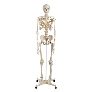 Alimed Human Skeleton Anatomical Model Human Skeleton Model - 70453