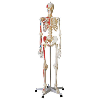 Alimed Special Human Skeleton Anatomical Model Special Human Skeleton Model - 70454
