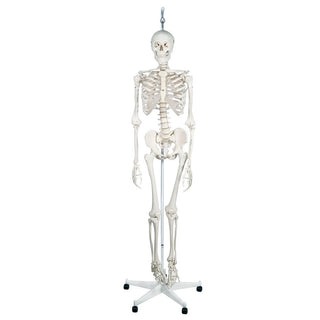 Feldenkrais Physiological Skeleton Physiological Skeleton - 70455