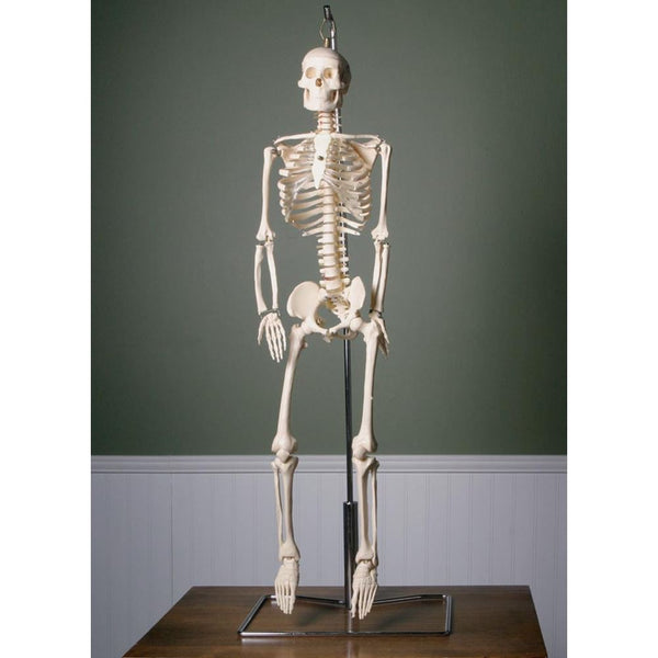 Alimed Anatomical Model, Flexible Skeleton with Spinal Nerves Flexible Skeleton with Spinal Nerves Model - 71274