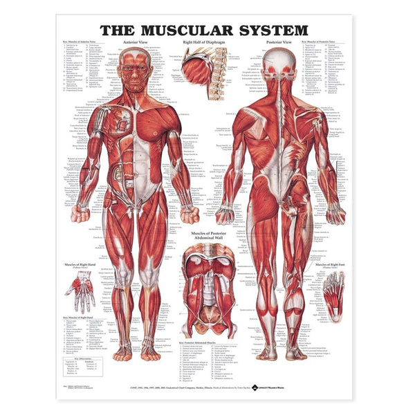 Alimed Anatomical Wall Charts Head and Neck Chart - 73451