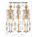 Alimed Anatomical Wall Charts The Muscular System Chart - 73440
