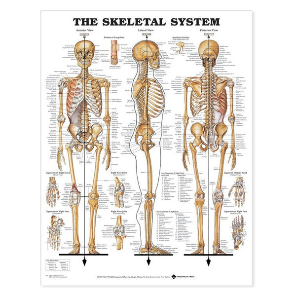 Alimed Anatomical Wall Charts Hand and Wrist Chart - 73447