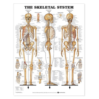 Alimed Anatomical Wall Charts Knee Injuries Chart - 73452
