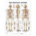 Alimed Anatomical Wall Charts Head and Neck Chart - 73451