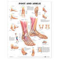 Alimed Anatomical Wall Charts Head and Neck Chart - 73451