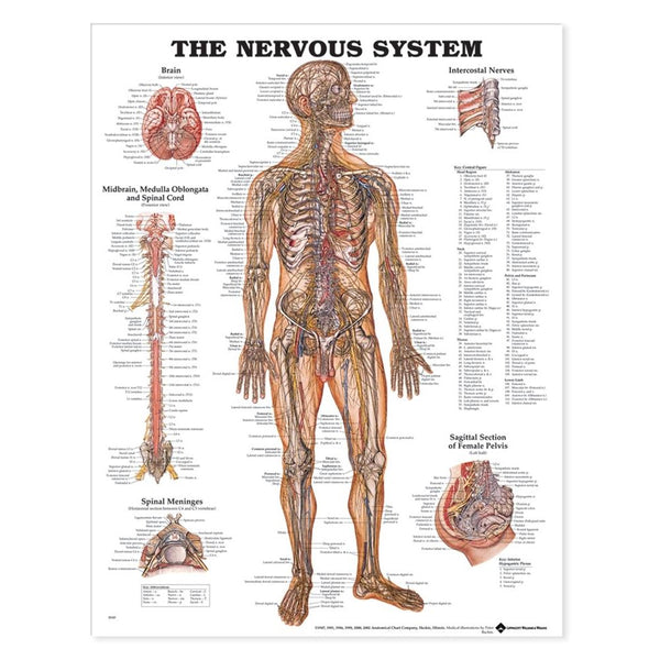 Alimed Anatomical Wall Charts Hand and Wrist Chart - 73447