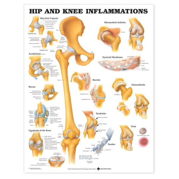 Alimed Anatomical Wall Charts The Muscular System Chart - 73440