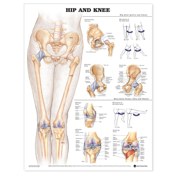 Alimed Anatomical Wall Charts Head and Neck Chart - 73451