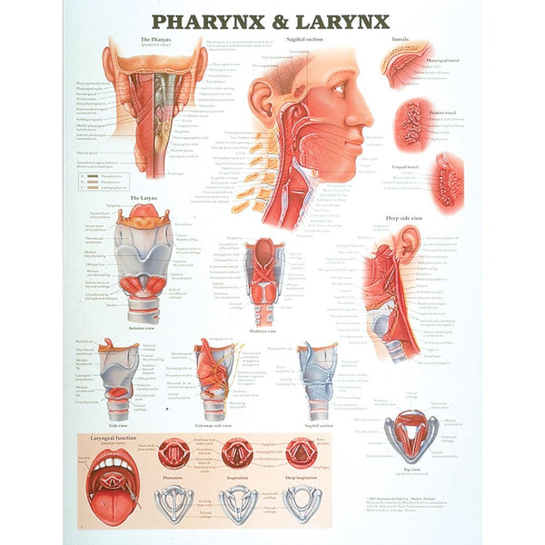 Alimed Anatomical Chart: Pharynx and Larynx Pharynx and Larynx Chart - 73841