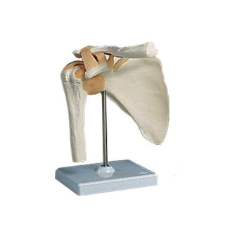 Alimed Functional Shoulder Joint Anatomical Model Shoulder Joint Model - 73886