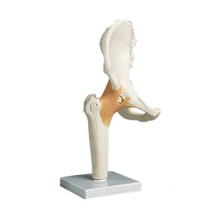 Alimed Functional Hip Joint Anatomical Model Functional Hip Joint Model - 73887