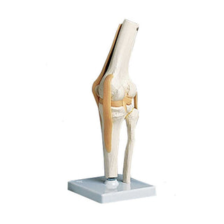 Alimed Functional Knee Joint Anatomical Model Functional Knee Joint Model - 73888