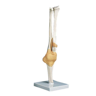 Alimed Functional Elbow Joint Anatomical Model Functional Elbow Joint Model - 73889