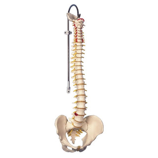 Alimed Flexible Spinal Column Hanging Stand - 79365