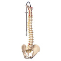 Alimed Flexible Spinal Column Flexible Spinal Column Model with Movable Femur Heads - 73892