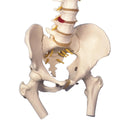 Alimed Flexible Spinal Column Flexible Spinal Column Model with Movable Femur Heads - 73892