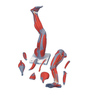 Alimed Anatomical Model, Full Size Leg With Musculature Full Size Leg with Musculature Model - 7576