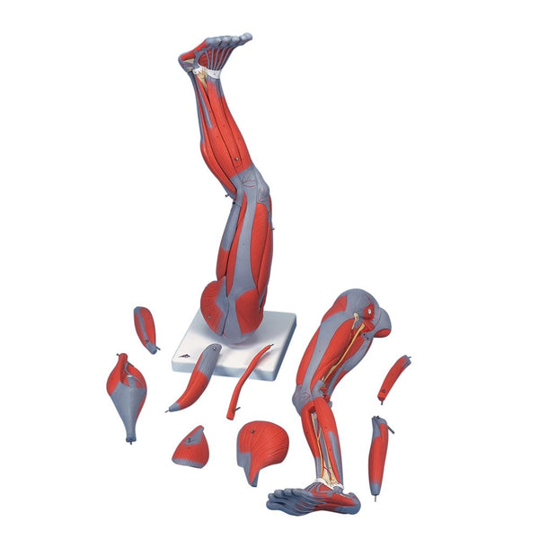 Alimed Anatomical Model, Full Size Leg With Musculature Full Size Leg with Musculature Model - 7576