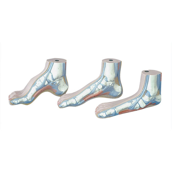 Alimed Anatomical Models of the Foot Set of Three Foot Models (1 of each) - 75074