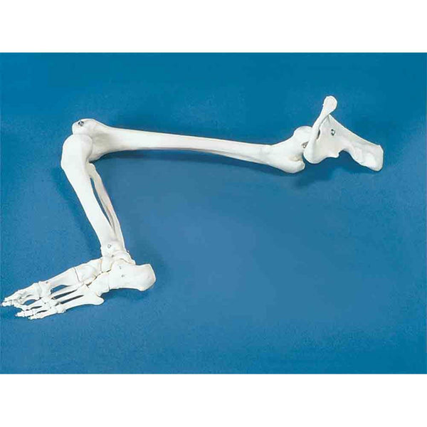 Alimed Anatomical Full Arm Model and Leg Skeleton Full Arm Model - 7585