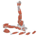 Alimed Anatomical Full Arm Model and Leg Skeleton Full Arm Model - 7585