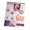 Alimed Anatomical Wall Charts The Skeletal System Chart, Standard, 20"W x 26"H - 73441