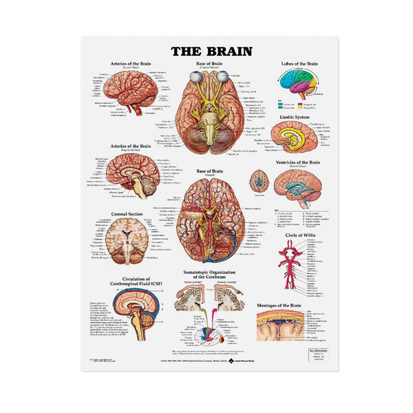 Alimed Anatomical Wall Charts Head and Neck Chart - 73451