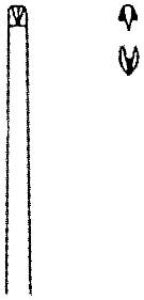 Medline Potts-Smith Tissue Forceps - Potts-Smith Tissue Forceps, Fine Serrated 1 x 2 Teeth, 14" - MDS1012635
