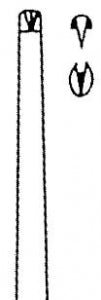Medline Cushing Tissue Forceps - Cushing Tissue Forceps, 1 x 2 Teeth, 8" - MDS1023020