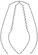 Medline Lane Bone Holding Forceps - FORCEP, ORTHO, BONE HOLDING, LANE, 17" - MDS3238245